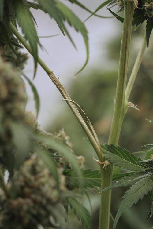 A Sudae Driver Mood. Week 13 - Sundae Driver #3