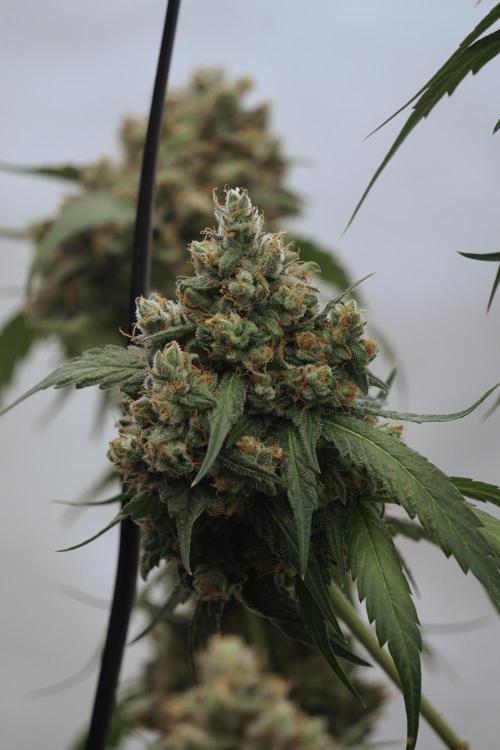 A Sudae Driver Mood. Week 13 - Sundae Driver #3