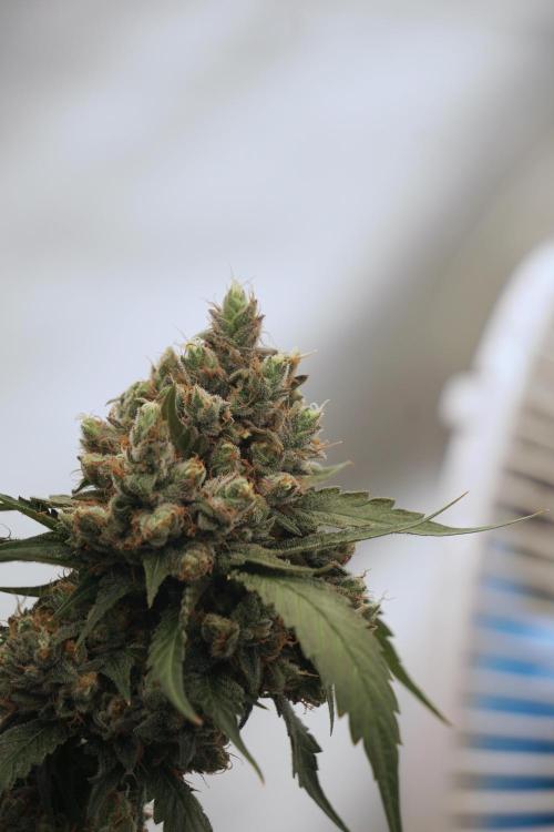 A Sudae Driver Mood. Week 13 - Sundae Driver #3