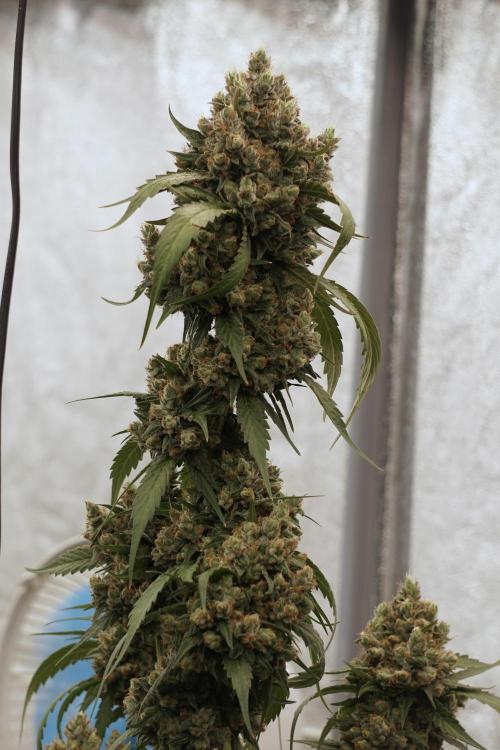 A Sudae Driver Mood. Week 13 - Sundae Driver #3