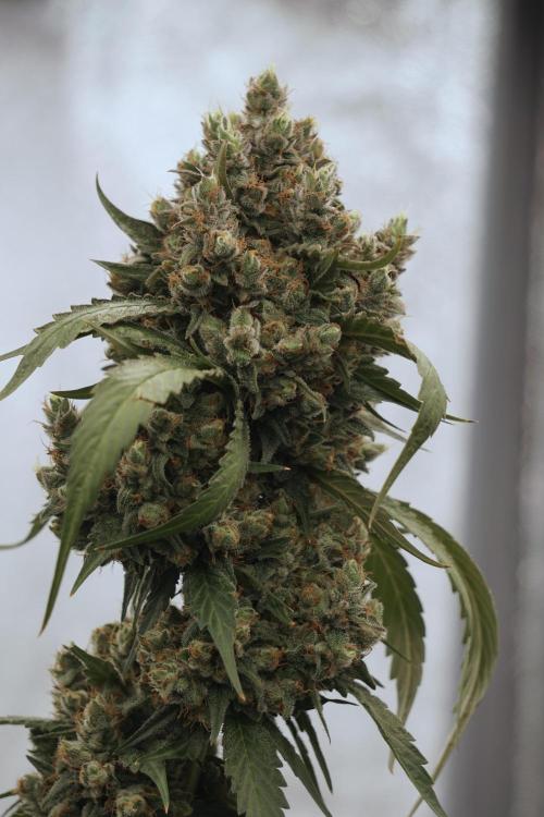 A Sudae Driver Mood. Week 13 - Sundae Driver #3