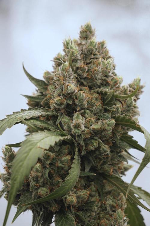 A Sudae Driver Mood. Week 13 - Sundae Driver #3