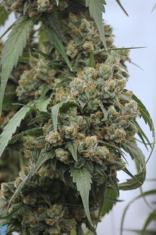 A Sudae Driver Mood. Week 13 - Sundae Driver #3