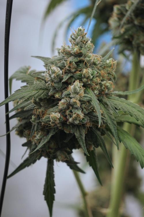 A Sudae Driver Mood. Week 13 - Sundae Driver #3