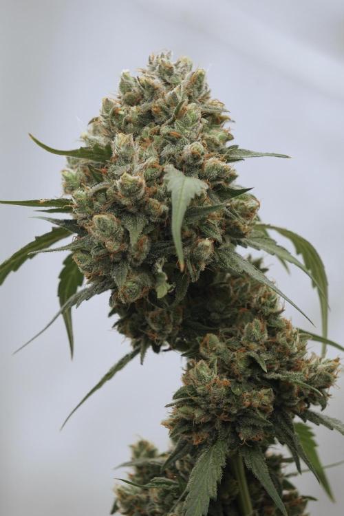 A Sudae Driver Mood. Week 13 - Sundae Driver #3