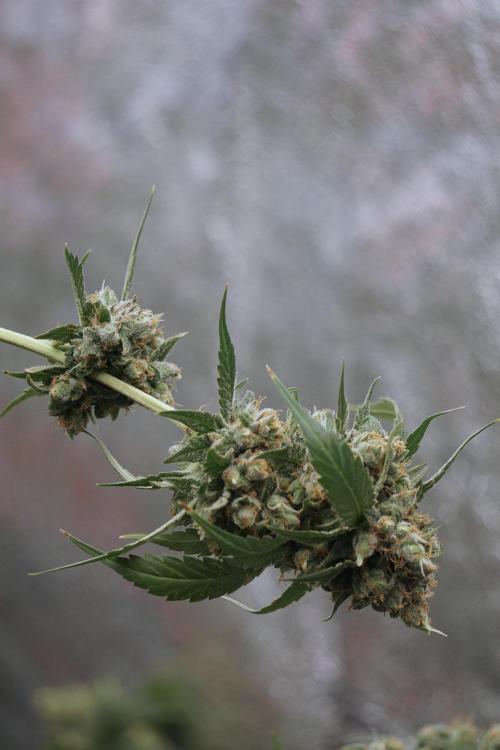 A Sudae Driver Mood. Week 13 - Sundae Driver #3