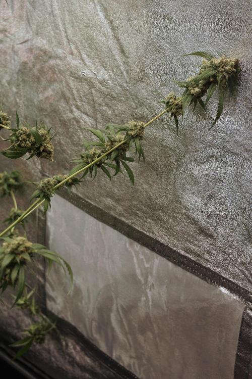 A Sudae Driver Mood. Week 13 - Sundae Driver #3