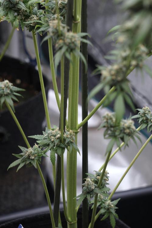 A Sudae Driver Mood. Week 13 - Sundae Driver #3