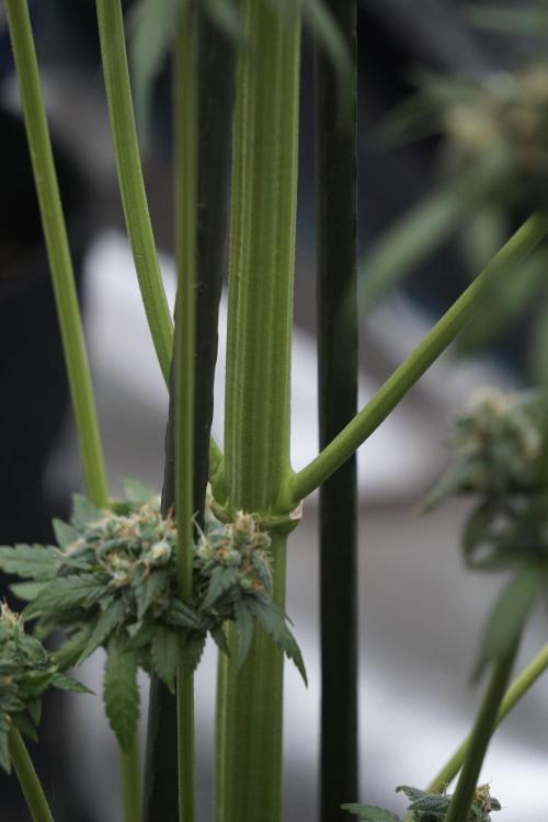 A Sudae Driver Mood. Week 13 - Sundae Driver #3