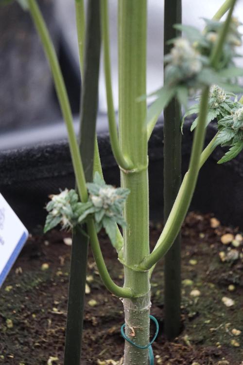 A Sudae Driver Mood. Week 13 - Sundae Driver #3