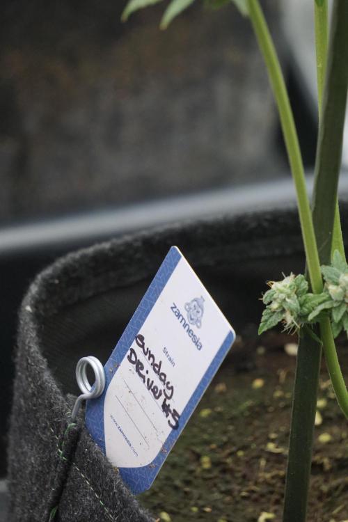 A Sudae Driver Mood. Week 13 - Sundae Driver #3