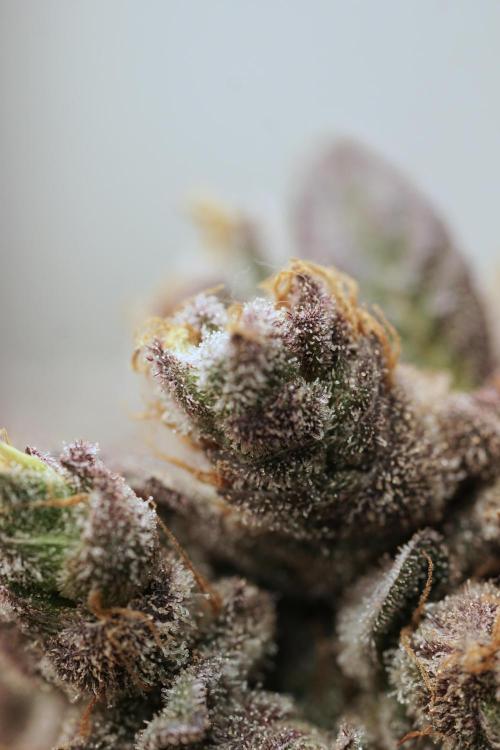 White Widow @Zamanesia-Playing classics. Week 13 - White Widow harvest day 