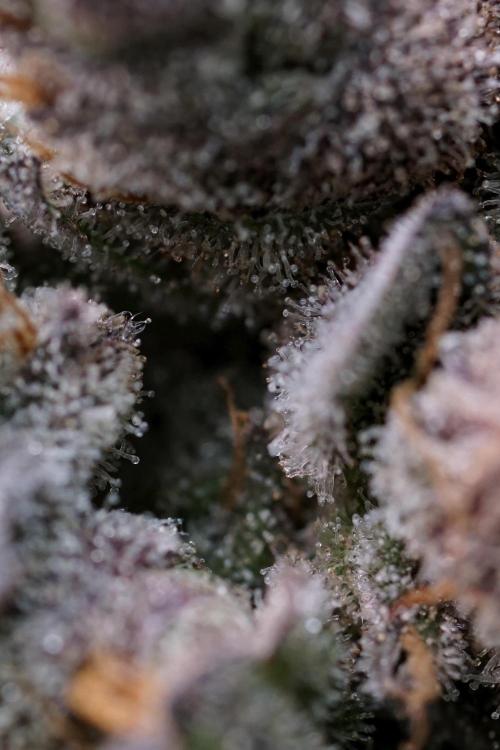 White Widow @Zamanesia-Playing classics. Week 13 - White Widow harvest day 