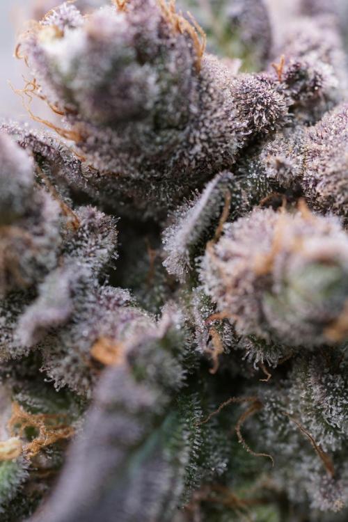 White Widow @Zamanesia-Playing classics. Week 13 - White Widow harvest day 