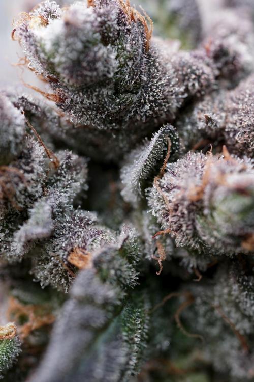 White Widow @Zamanesia-Playing classics. Week 13 - White Widow harvest day 