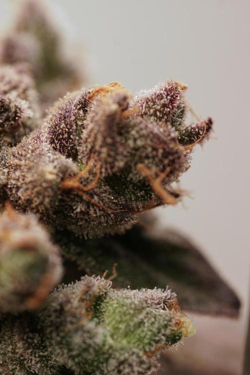 White Widow @Zamanesia-Playing classics. Week 13 - White Widow harvest day 