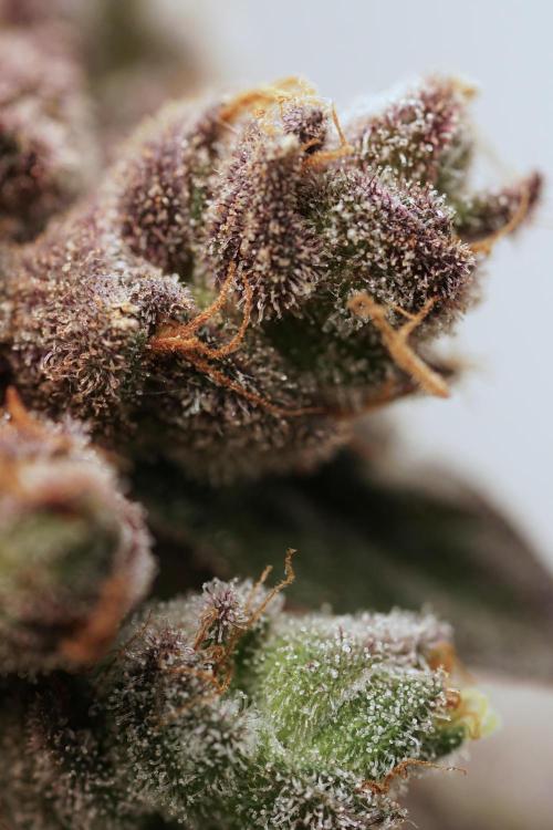 White Widow @Zamanesia-Playing classics. Week 13 - White Widow harvest day 