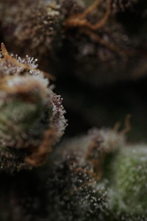 White Widow @Zamanesia-Playing classics. Week 13 - White Widow harvest day 