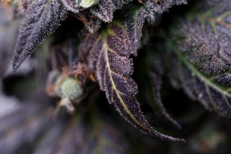 White Widow @Zamanesia-Playing classics. Week 13 - White Widow harvest day 