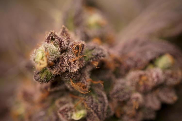 White Widow @Zamanesia-Playing classics. Week 13 - White Widow harvest day 