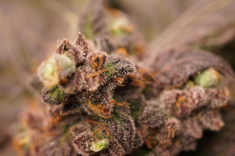 White Widow @Zamanesia-Playing classics. Week 13 - White Widow harvest day 