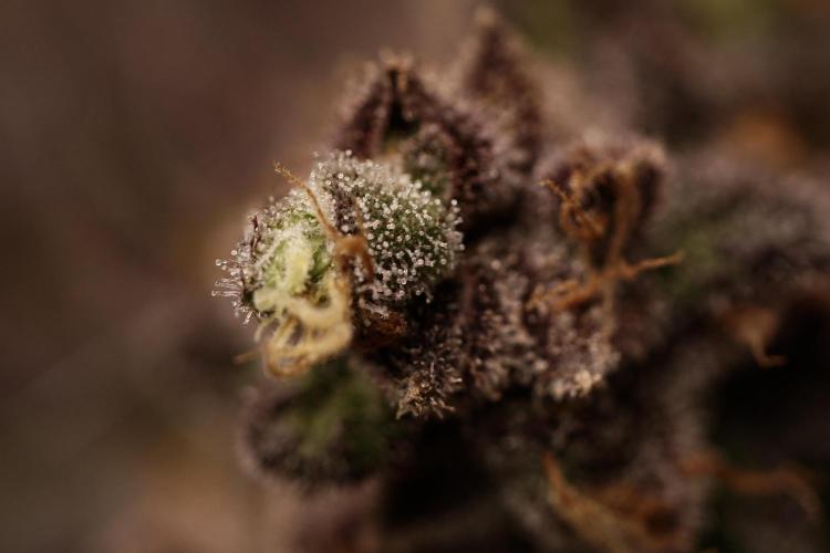 White Widow @Zamanesia-Playing classics. Week 13 - White Widow harvest day 