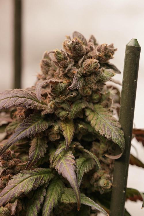 White Widow @Zamanesia-Playing classics. Week 13 - White Widow harvest day 