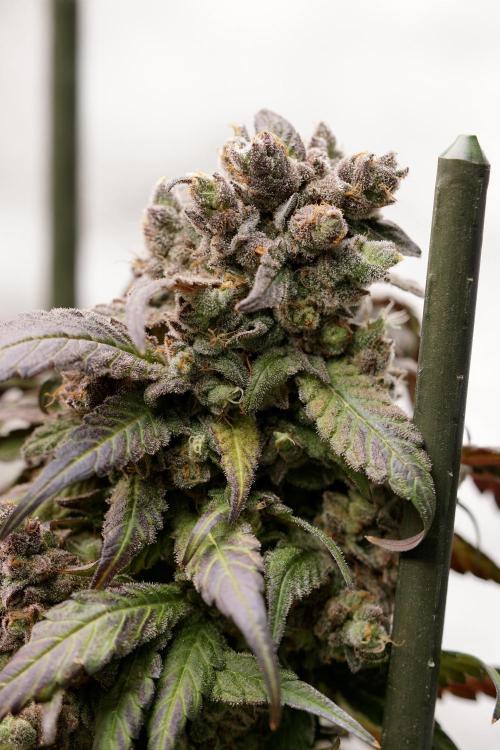 White Widow @Zamanesia-Playing classics. Week 13 - White Widow harvest day 