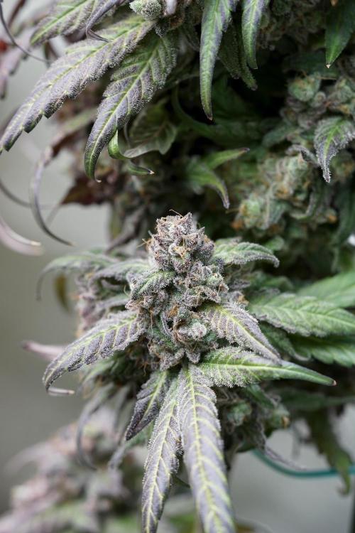 White Widow @Zamanesia-Playing classics. Week 13 - White Widow harvest day 