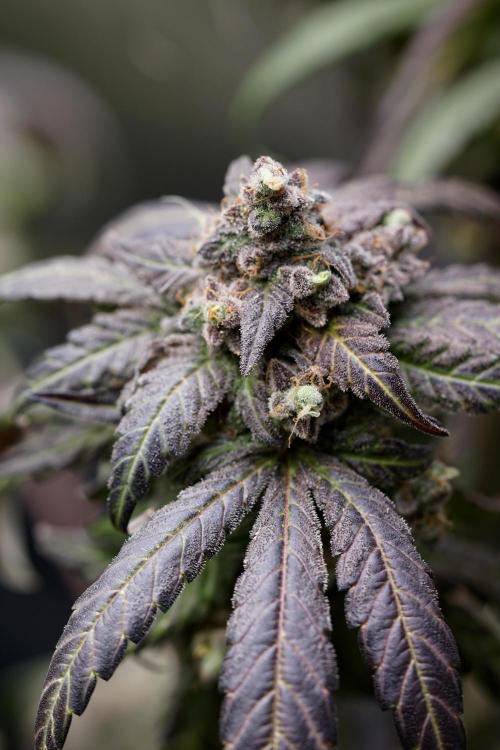 White Widow @Zamanesia-Playing classics. Week 13 - White Widow harvest day 