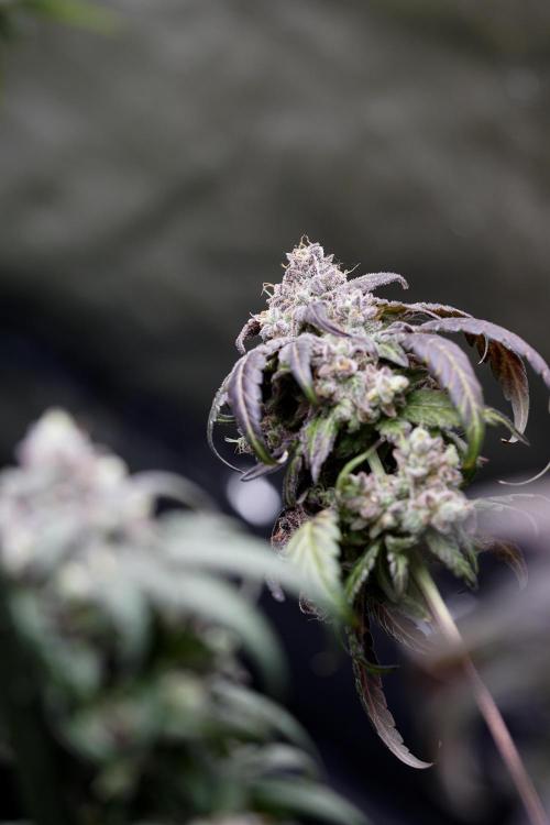 White Widow @Zamanesia-Playing classics. Week 13 - White Widow harvest day 