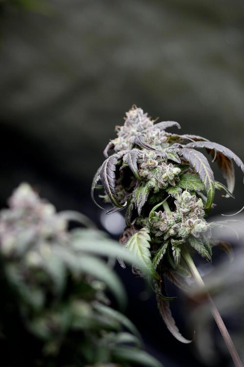 White Widow @Zamanesia-Playing classics. Week 13 - White Widow harvest day 