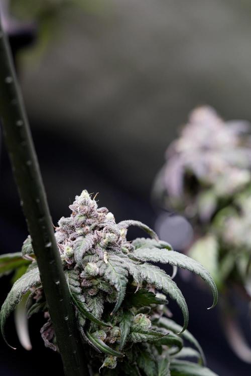 White Widow @Zamanesia-Playing classics. Week 13 - White Widow harvest day 