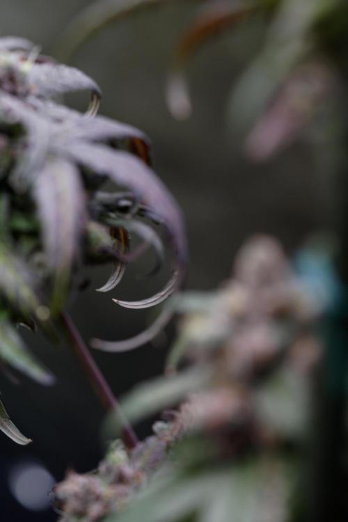 White Widow @Zamanesia-Playing classics. Week 13 - White Widow harvest day 