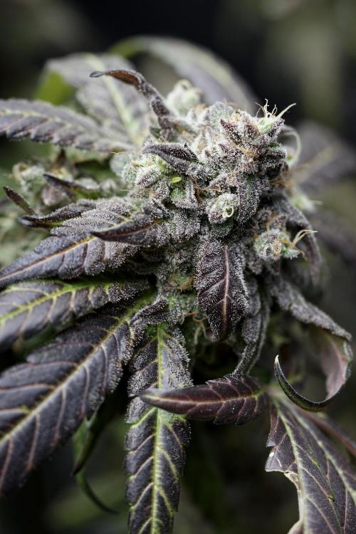 White Widow @Zamanesia-Playing classics. Week 13 - White Widow harvest day 