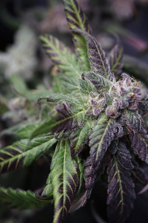 White Widow @Zamanesia-Playing classics. Week 13 - White Widow harvest day 