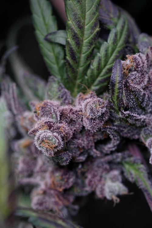 White Widow @Zamanesia-Playing classics. Week 13 - White Widow harvest day 