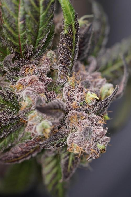 White Widow @Zamanesia-Playing classics. Week 13 - White Widow harvest day 