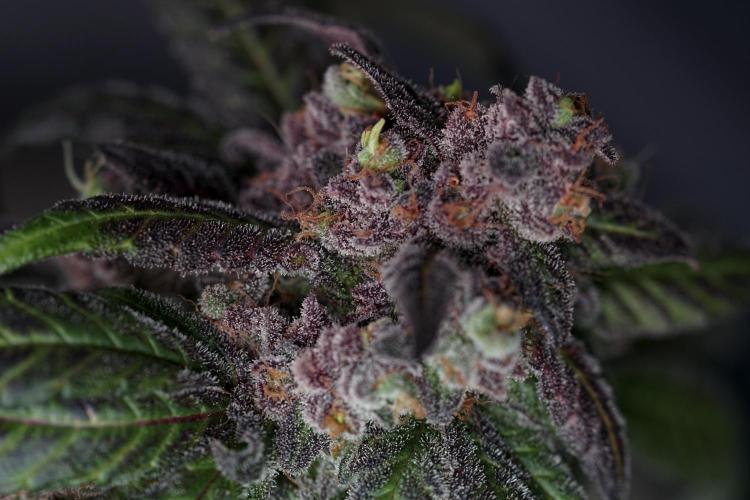 White Widow @Zamanesia-Playing classics. Week 13 - White Widow harvest day 