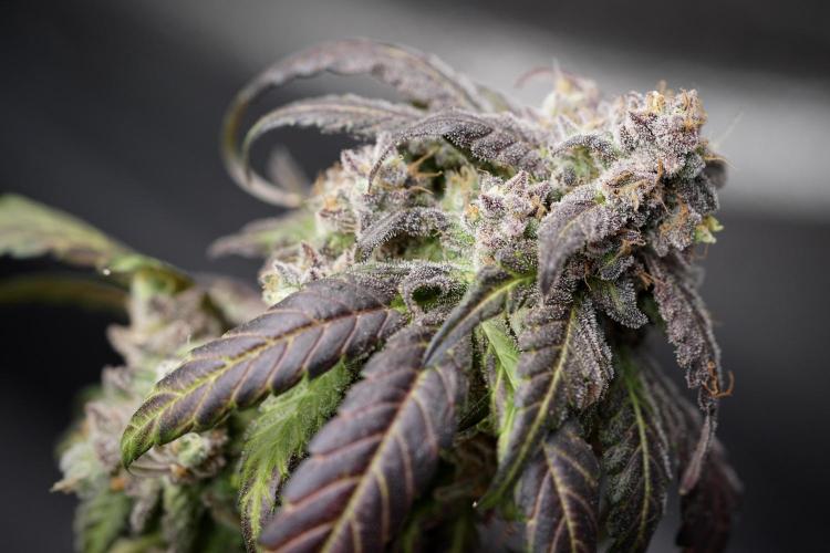 White Widow @Zamanesia-Playing classics. Week 13 - White Widow harvest day 