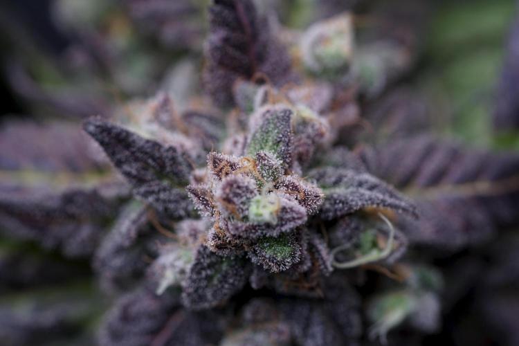 White Widow @Zamanesia-Playing classics. Week 13 - White Widow harvest day 