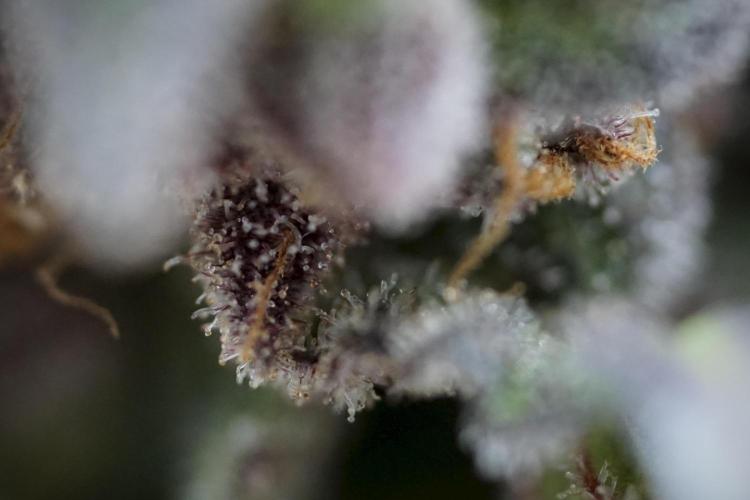 White Widow @Zamanesia-Playing classics. Week 13 - White Widow harvest day 