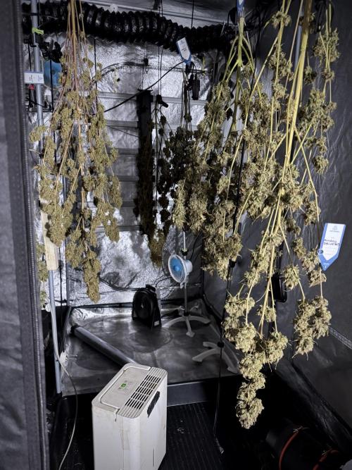 White Widow @Zamanesia-Playing classics. Week 13 - White Widow dry ready 