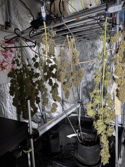 White Widow @Zamanesia-Playing classics. Week 13 - White Widow dry ready 