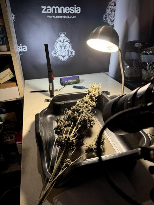 White Widow @Zamanesia-Playing classics. Week 13 - White Widow Trim Day 