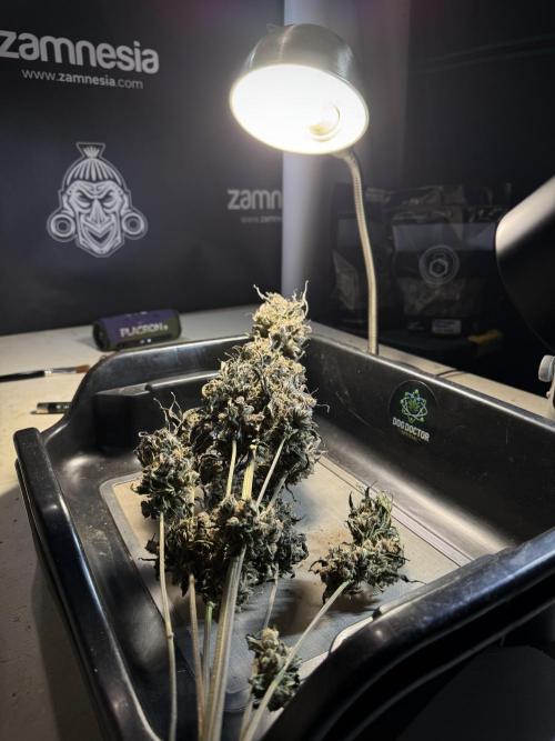 White Widow @Zamanesia-Playing classics. Week 13 - White Widow Trim Day 