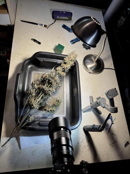 White Widow @Zamanesia-Playing classics. Week 13 - White Widow Trim Day 