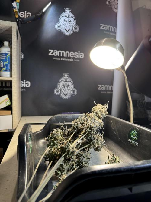 White Widow @Zamanesia-Playing classics. Week 13 - White Widow Trim Day 