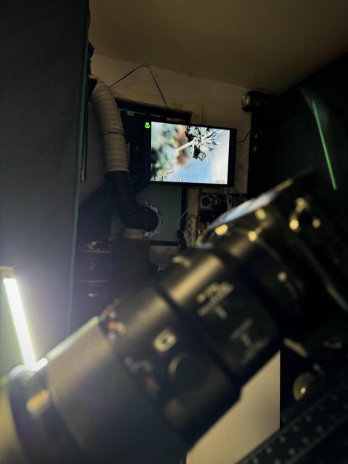 White Widow @Zamanesia-Playing classics. Week 13 - White Widow Trim Day 