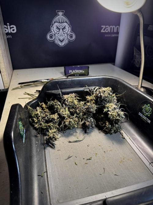 White Widow @Zamanesia-Playing classics. Week 13 - White Widow Trim Day 